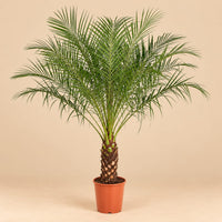 Verpakking — Phoenix Canariensis - 140 cm - Ø27