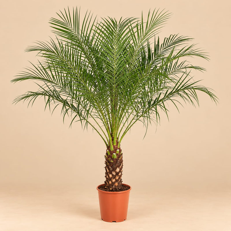 Phoenix Canariensis palm van 140 cm met donkergroene geveerde bladeren in Ø27 pot