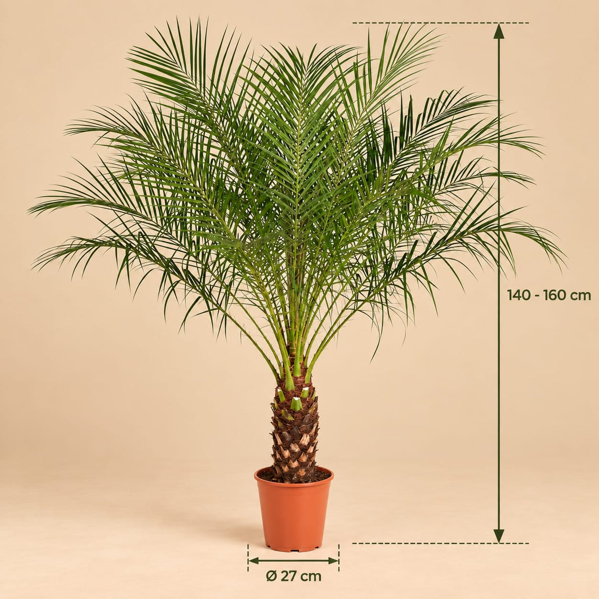 Afmetingen Phoenix Canariensis palm van 140 cm met donkergroene geveerde bladeren in Ø27 pot