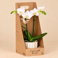 Verpakking — Amabilis orchidee wit met Oyster sierpot en giftbox - Ø9