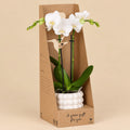 Witte Amabilis orchidee in witte Poppy sierpot met bolletjesreliëf, verpakt in een kartonnen giftbox.