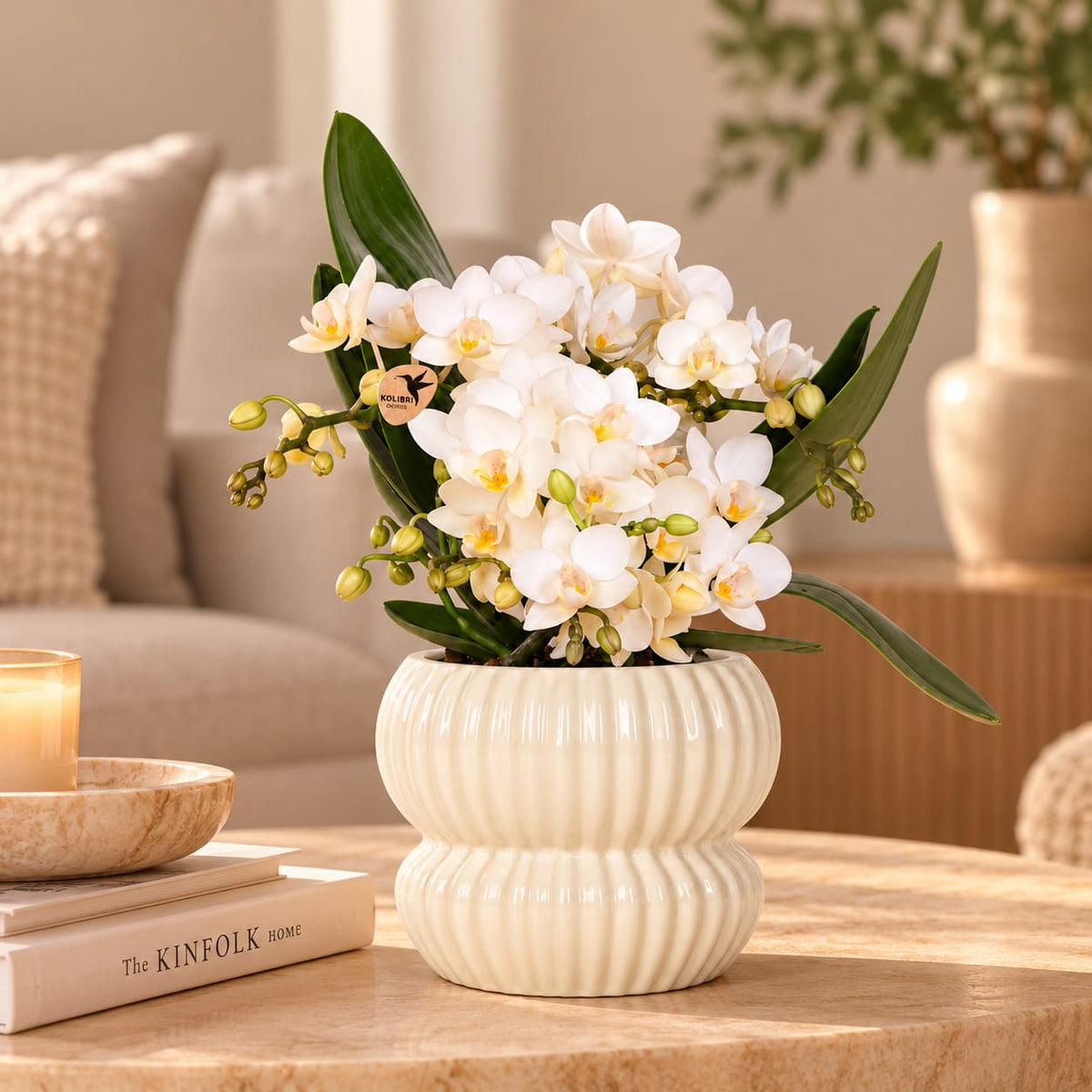 Witte Nazaré orchidee in witte Horizon sierpot op een houten tafel in de woonkamer