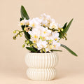 Witte Nazaré orchidee met bloemen en knoppen in een witte geribbelde Horizon sierpot