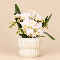 Verpakking — Nazaré orchidee wit met Horizon sierpot wit - Ø9