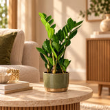 Zamioculcas Zamiifolia ZZ-plant kamerplant in sfeervolle woonkamer setting