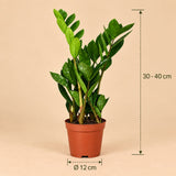 Zamioculcas Zamiifolia ZZ-plant kamerplant van 40 cm met glanzende donkergroene bladeren 