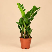Verpakking — Zamioculcas Zamiifolia - ↕40cm - Ø12cm