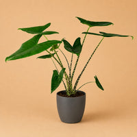 Verpakking — Alocasia Zebrina Olifantsoor  met  Grijze Sierpot | 70-75 cm | Ø21 cm