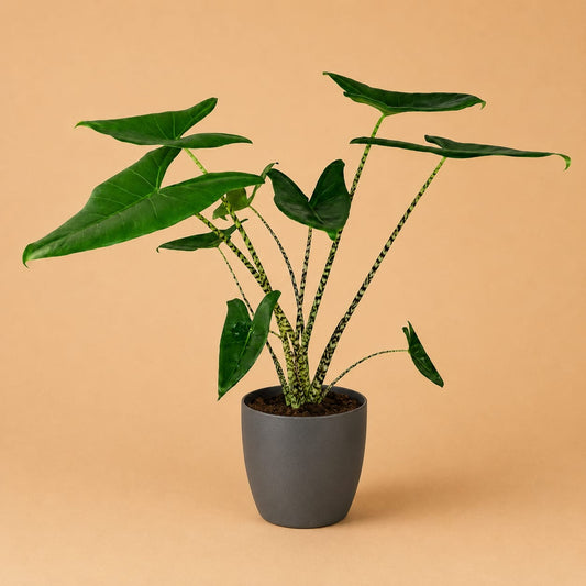 {{ product.title }} | Flora Cadeau