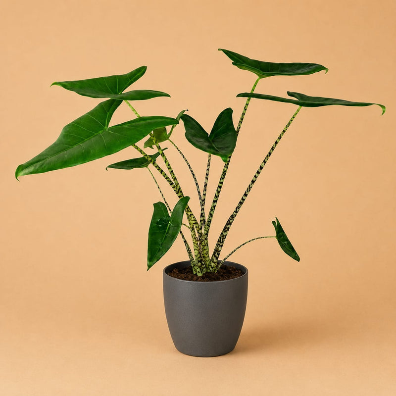 {{ product.title }} | Flora Cadeau