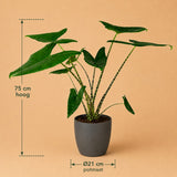 {{ product.title }} | Flora Cadeau