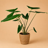 Verpakking — Alocasia Zebrina Olifantsoor met Naturel Zeegras Mand | 70-75 cm | Ø21 cm
