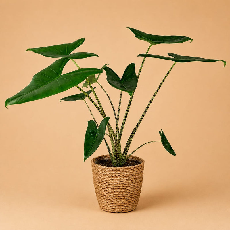 {{ product.title }} | Flora Cadeau