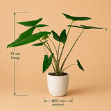 {{ product.title }} | Flora Cadeau