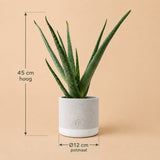 {{ product.title }} | Flora Cadeau