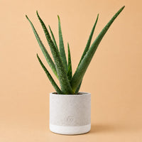 Verpakking — Aloe Vera In P&PURE Jade Ceramics - Ø12cm - ↕45cm