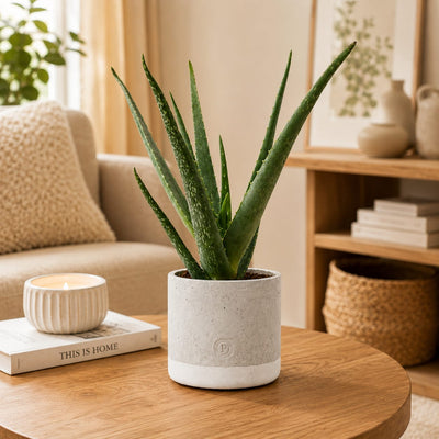 {{ product.title }} | Flora Cadeau