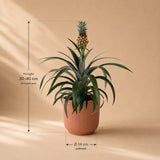 {{ product.title }} | Flora Cadeau