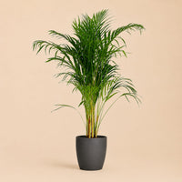 Verpakking — Areca Palm (Dypsis) met Potter Grijs - 100cm - Ø21