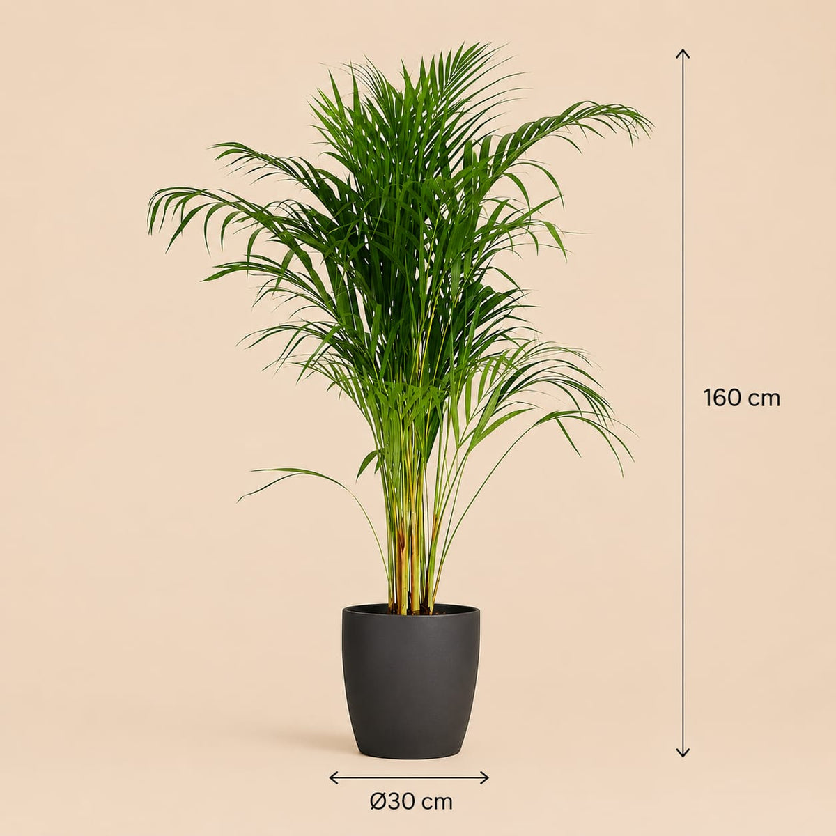 {{ product.title }} | Flora Cadeau