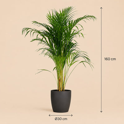 {{ product.title }} | Flora Cadeau
