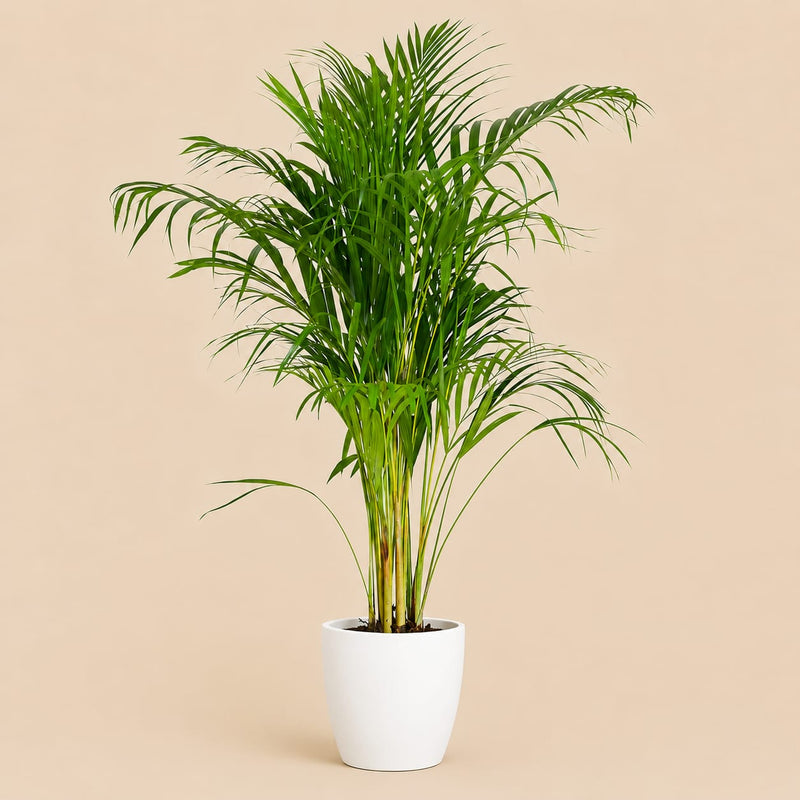 {{ product.title }} | Flora Cadeau