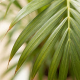 {{ product.title }} | Flora Cadeau