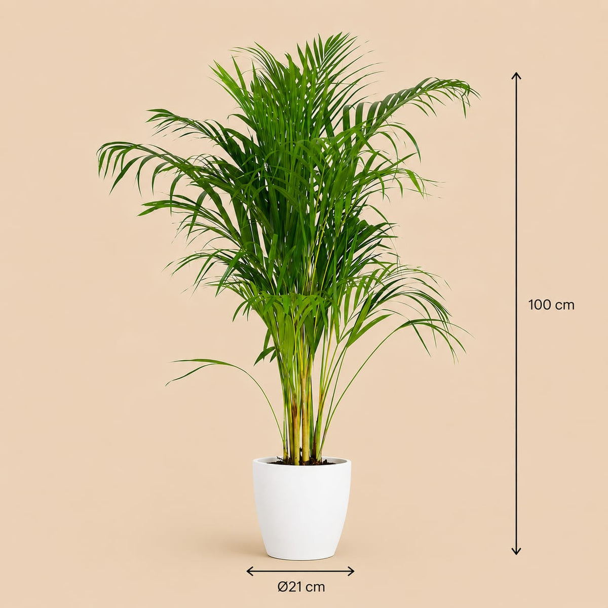 {{ product.title }} | Flora Cadeau