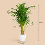 {{ product.title }} | Flora Cadeau