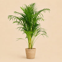 Verpakking — Areca Palm (Goudpalm) - Zeegras mand naturel - ↕100cm - Ø21
