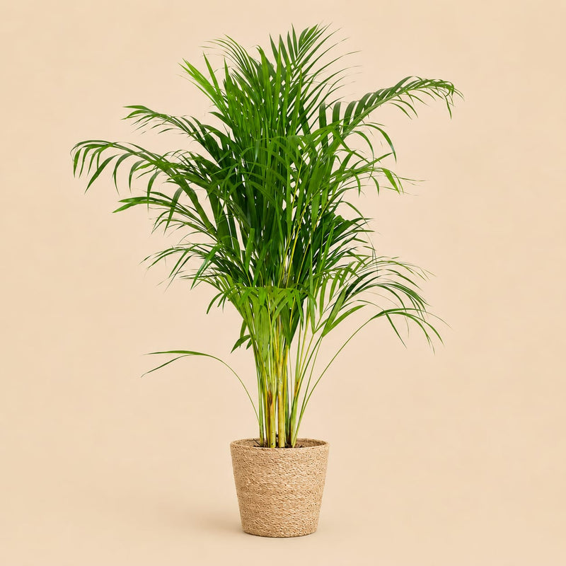 {{ product.title }} | Flora Cadeau