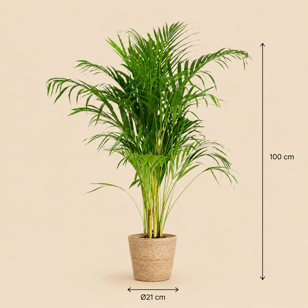 {{ product.title }} | Flora Cadeau