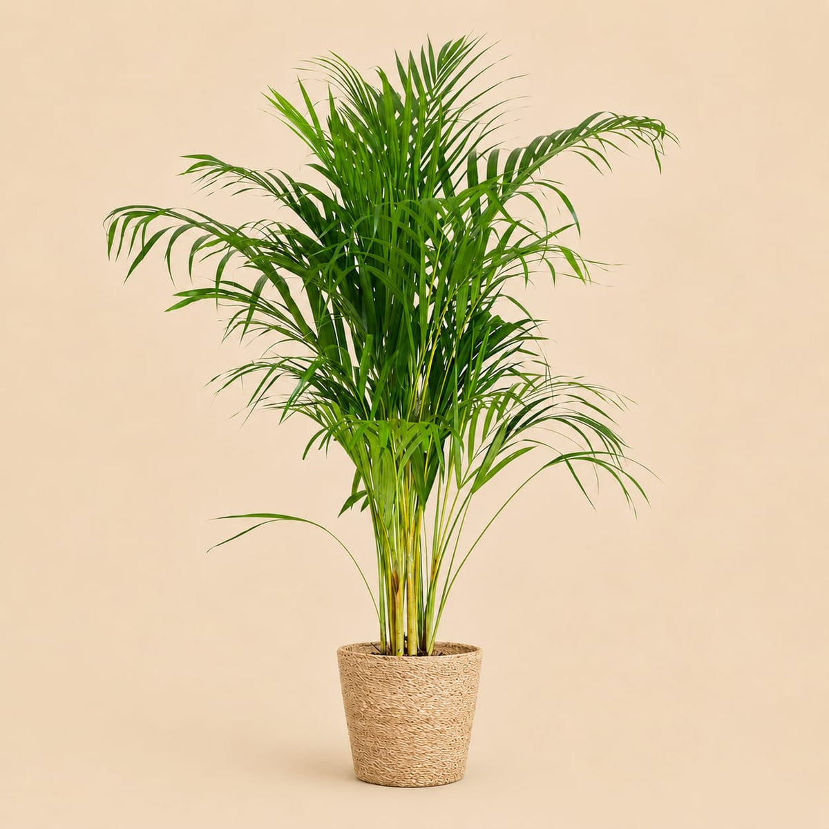{{ product.title }} | Flora Cadeau
