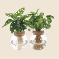 {{ product.title }} | Flora Cadeau