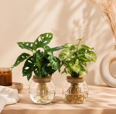 {{ product.title }} | Flora Cadeau