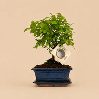 Verpakking — Bonsai Bolvorm Boom met Keramische Schaal - 25-30 cm - Ø15