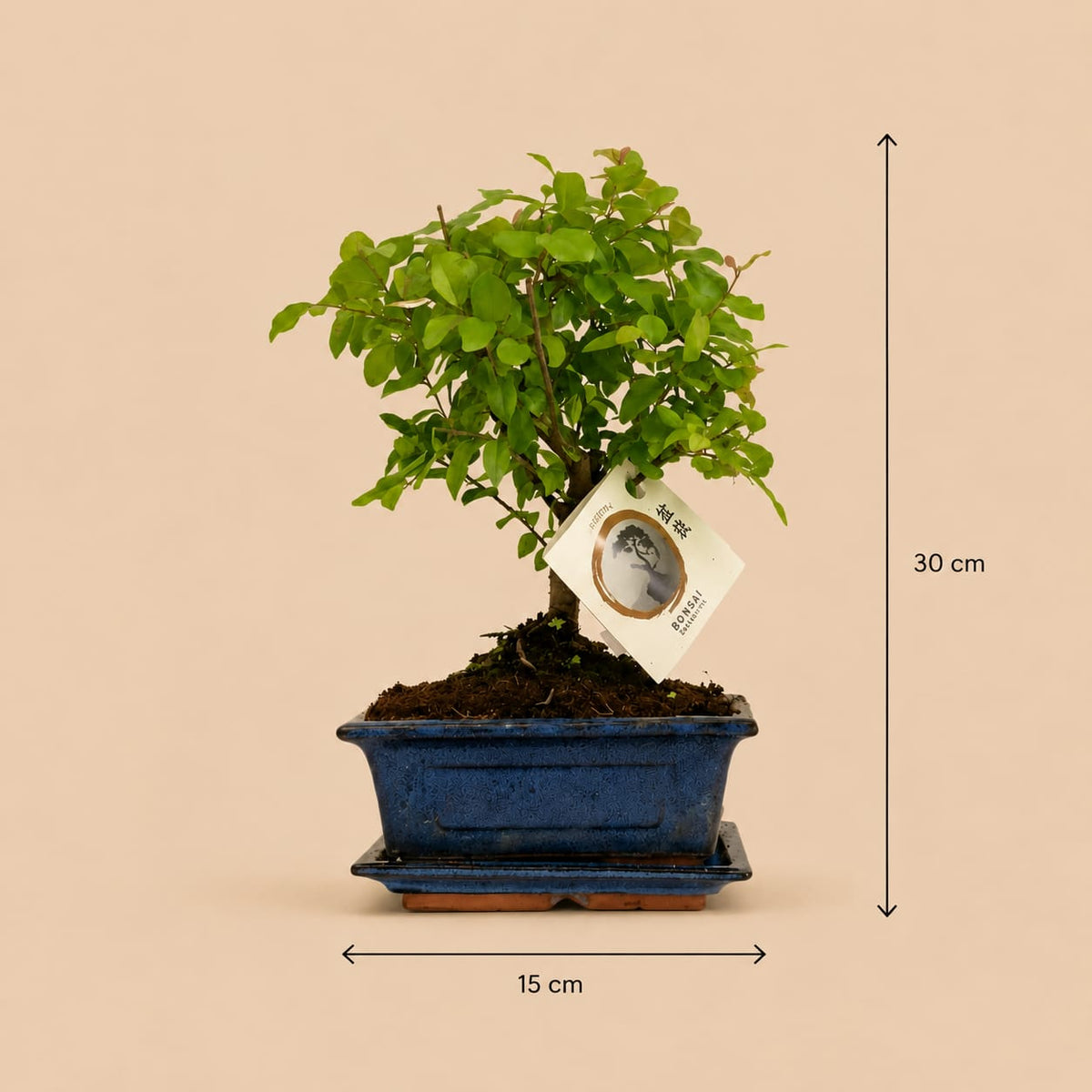 {{ product.title }} | Flora Cadeau