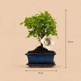 {{ product.title }} | Flora Cadeau