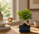 {{ product.title }} | Flora Cadeau