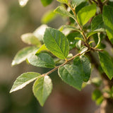 {{ product.title }} | Flora Cadeau