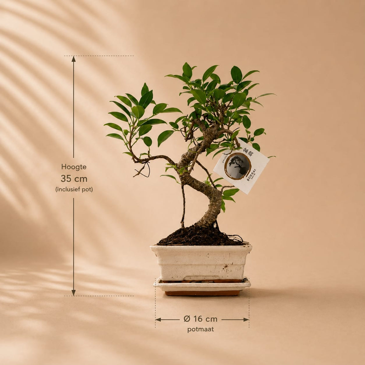 {{ product.title }} | Flora Cadeau