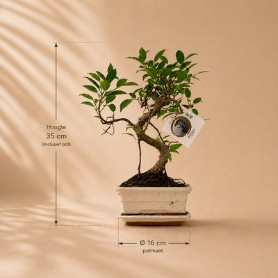 {{ product.title }} | Flora Cadeau