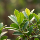 {{ product.title }} | Flora Cadeau