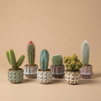 Verpakking — Cactus Set van 6 in Keramische San Juan Mini Potjes - 8-12 cm - Ø7