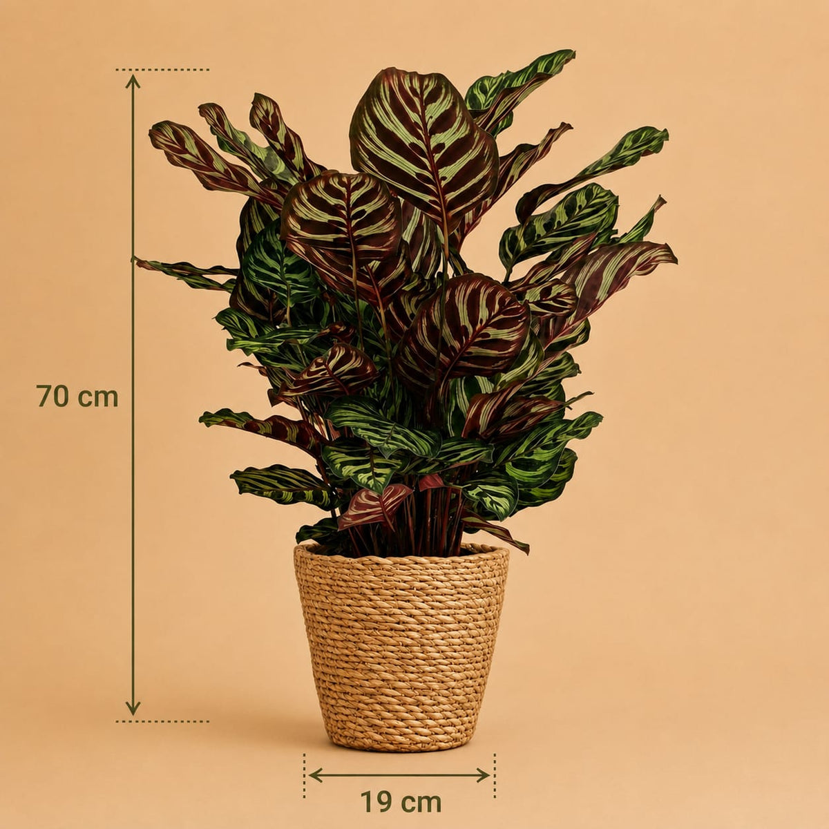 {{ product.title }} | Flora Cadeau