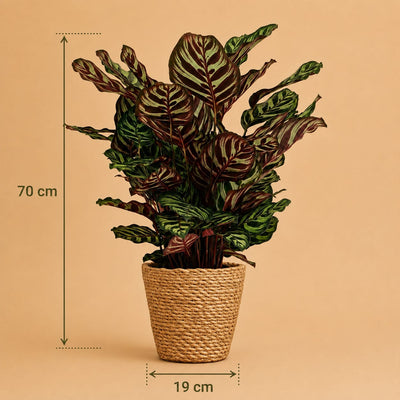 {{ product.title }} | Flora Cadeau