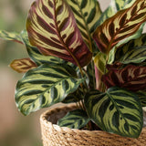 {{ product.title }} | Flora Cadeau