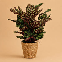 Verpakking — Calathea Makoyana Pauwenplant | 70 cm | Ø19 cm