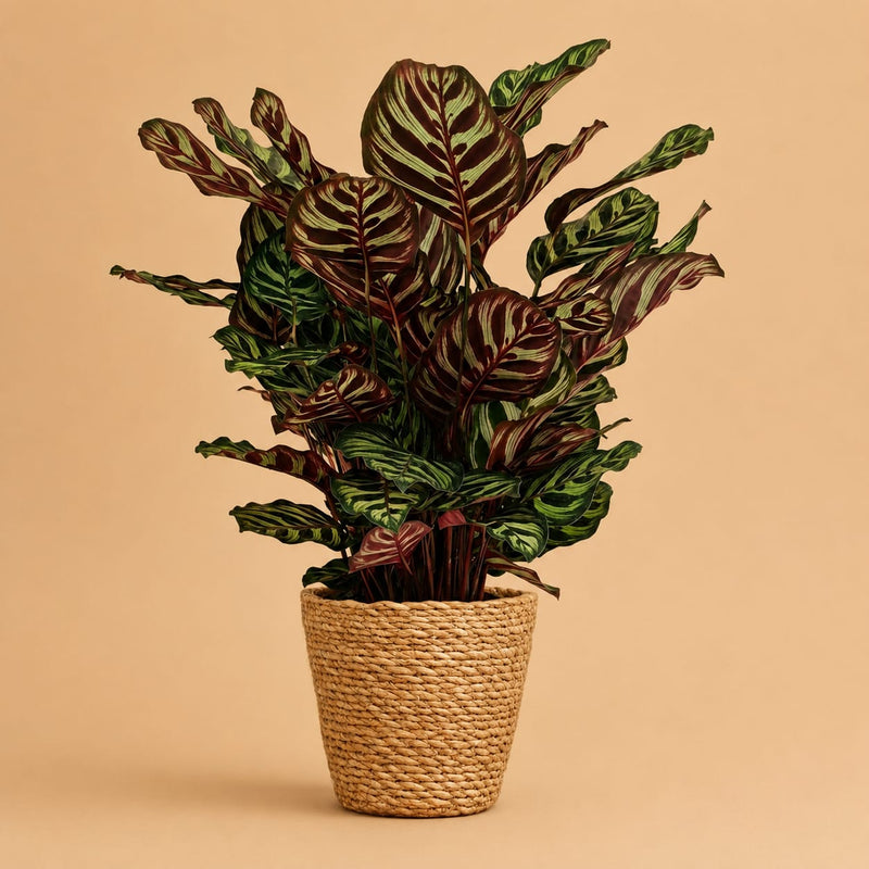 {{ product.title }} | Flora Cadeau