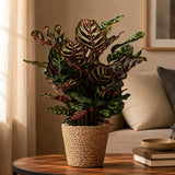 {{ product.title }} | Flora Cadeau